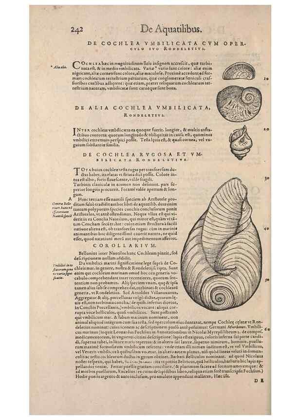 Reproducción/Reproduction 14947820054: Conradi Gesneri medici Tigurini Historiae animalium liber IV :. Francofurti :In Bibliopolio Andreae Cambieri,anno MDCIIII [1604]
