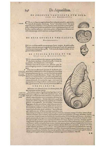Reproducción/Reproduction 14947820054: Conradi Gesneri medici Tigurini Historiae animalium liber IV :. Francofurti :In Bibliopolio Andreae Cambieri,anno MDCIIII [1604]