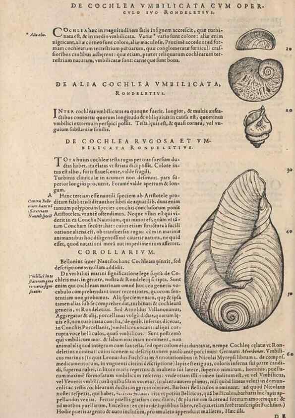 Reproducción/Reproduction 14947820054: Conradi Gesneri medici Tigurini Historiae animalium liber IV :. Francofurti :In Bibliopolio Andreae Cambieri,anno MDCIIII [1604]