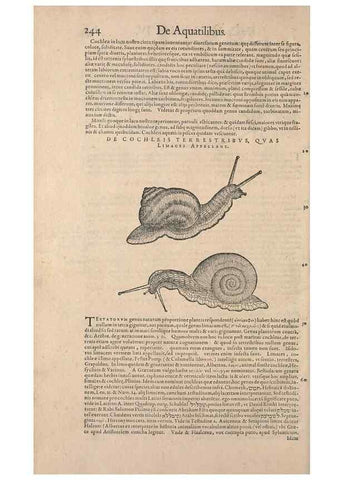Reproducción/Reproduction 15381937429: Conradi Gesneri medici Tigurini Historiae animalium liber IV :. Francofurti :In Bibliopolio Andreae Cambieri,anno MDCIIII [1604]