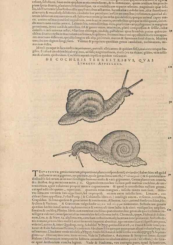 Reproducción/Reproduction 15381937429: Conradi Gesneri medici Tigurini Historiae animalium liber IV :. Francofurti :In Bibliopolio Andreae Cambieri,anno MDCIIII [1604]