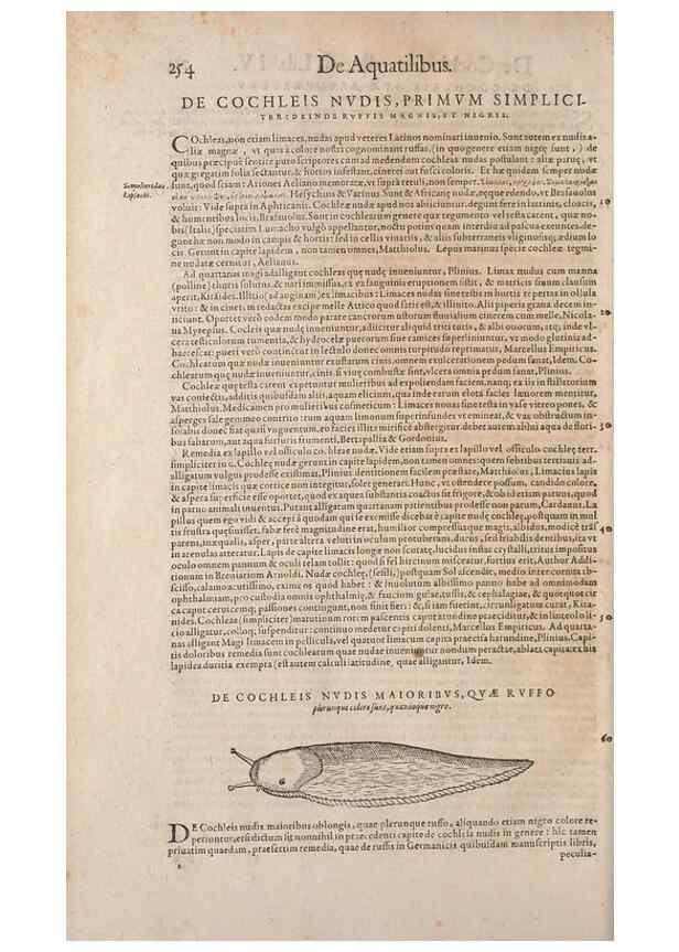 Reproducción/Reproduction 15381939419: Conradi Gesneri medici Tigurini Historiae animalium liber IV :. Francofurti :In Bibliopolio Andreae Cambieri,anno MDCIIII [1604]