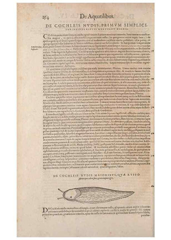 Reproducción/Reproduction 15381939419: Conradi Gesneri medici Tigurini Historiae animalium liber IV :. Francofurti :In Bibliopolio Andreae Cambieri,anno MDCIIII [1604]