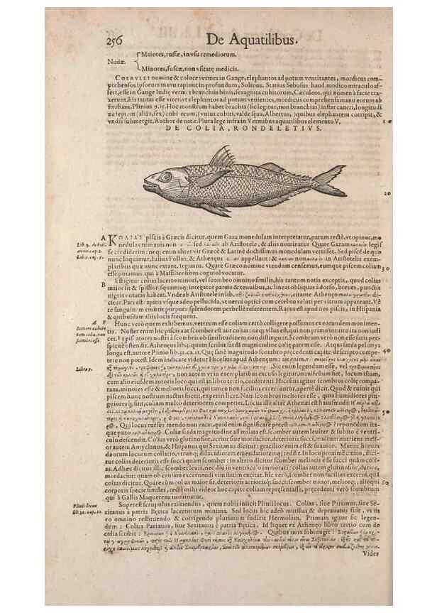 Reproducción/Reproduction 15569414532: Conradi Gesneri medici Tigurini Historiae animalium liber IV :. Francofurti :In Bibliopolio Andreae Cambieri,anno MDCIIII [1604]