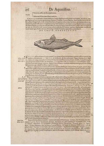 Reproducción/Reproduction 15569414532: Conradi Gesneri medici Tigurini Historiae animalium liber IV :. Francofurti :In Bibliopolio Andreae Cambieri,anno MDCIIII [1604]