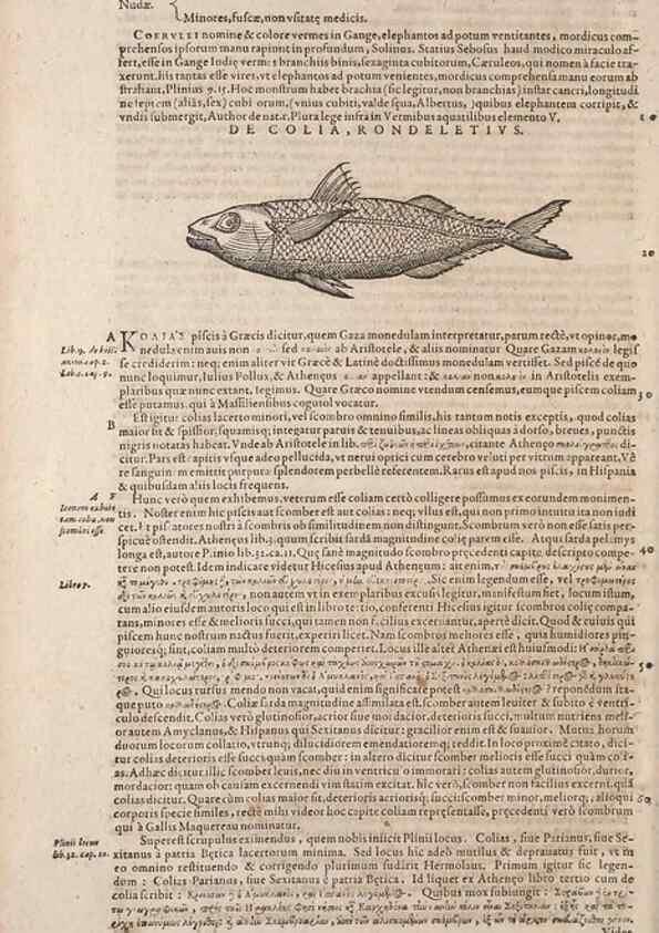 Reproducción/Reproduction 15569414532: Conradi Gesneri medici Tigurini Historiae animalium liber IV :. Francofurti :In Bibliopolio Andreae Cambieri,anno MDCIIII [1604]