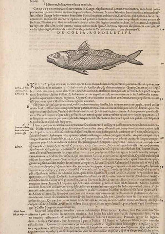 Reproducción/Reproduction 15569414532: Conradi Gesneri medici Tigurini Historiae animalium liber IV :. Francofurti :In Bibliopolio Andreae Cambieri,anno MDCIIII [1604]