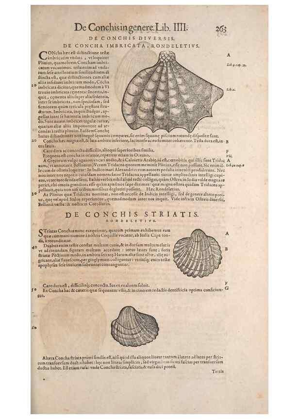 Reproducción/Reproduction 15568577805: Conradi Gesneri medici Tigurini Historiae animalium liber IV :. Francofurti :In Bibliopolio Andreae Cambieri,anno MDCIIII [1604]