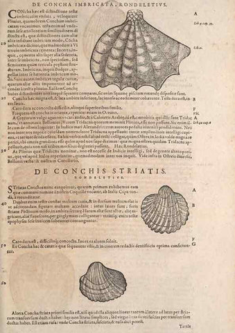 Reproducción/Reproduction 15568577805: Conradi Gesneri medici Tigurini Historiae animalium liber IV :. Francofurti :In Bibliopolio Andreae Cambieri,anno MDCIIII [1604]