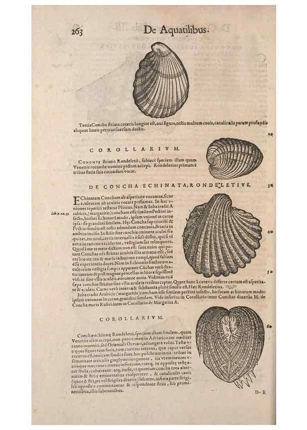 Reproducción/Reproduction 15382572397: Conradi Gesneri medici Tigurini Historiae animalium liber IV :. Francofurti :In Bibliopolio Andreae Cambieri,anno MDCIIII [1604]