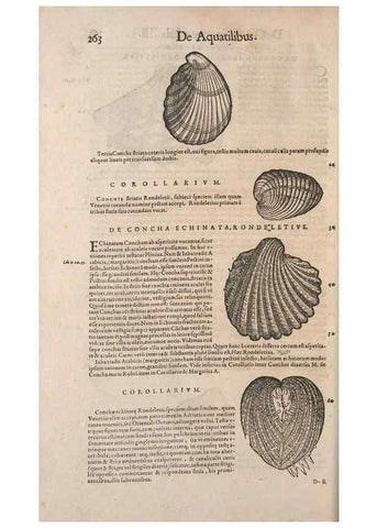 Reproducción/Reproduction 15382572397: Conradi Gesneri medici Tigurini Historiae animalium liber IV :. Francofurti :In Bibliopolio Andreae Cambieri,anno MDCIIII [1604]