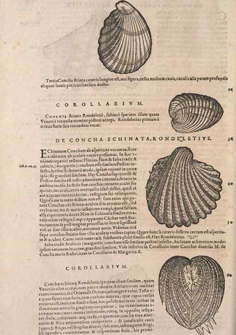Reproducción/Reproduction 15382572397: Conradi Gesneri medici Tigurini Historiae animalium liber IV :. Francofurti :In Bibliopolio Andreae Cambieri,anno MDCIIII [1604]