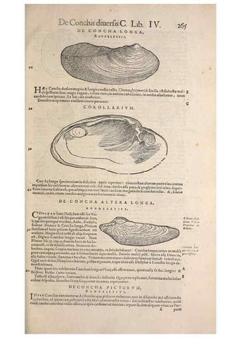 Reproducción/Reproduction 14947831744: Conradi Gesneri medici Tigurini Historiae animalium liber IV :. Francofurti :In Bibliopolio Andreae Cambieri,anno MDCIIII [1604]