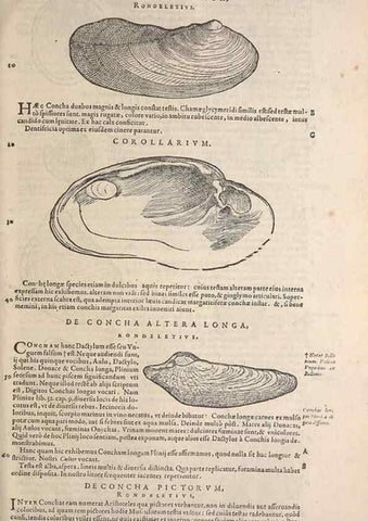 Reproducción/Reproduction 14947831744: Conradi Gesneri medici Tigurini Historiae animalium liber IV :. Francofurti :In Bibliopolio Andreae Cambieri,anno MDCIIII [1604]