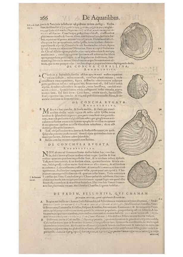 Reproducción/Reproduction 15569422082: Conradi Gesneri medici Tigurini Historiae animalium liber IV :. Francofurti :In Bibliopolio Andreae Cambieri,anno MDCIIII [1604]