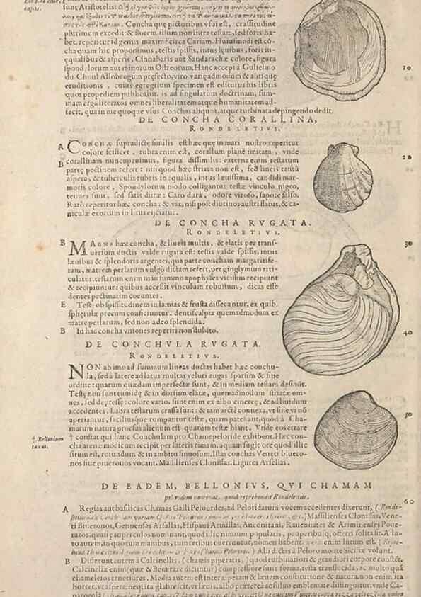 Reproducción/Reproduction 15569422082: Conradi Gesneri medici Tigurini Historiae animalium liber IV :. Francofurti :In Bibliopolio Andreae Cambieri,anno MDCIIII [1604]