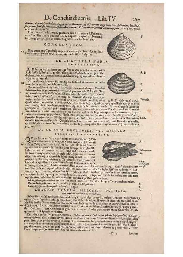 Reproducción/Reproduction 14947835494: Conradi Gesneri medici Tigurini Historiae animalium liber IV :. Francofurti :In Bibliopolio Andreae Cambieri,anno MDCIIII [1604]