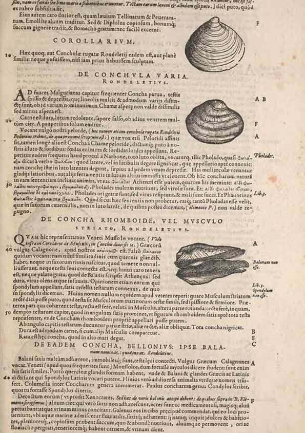 Reproducción/Reproduction 14947835494: Conradi Gesneri medici Tigurini Historiae animalium liber IV :. Francofurti :In Bibliopolio Andreae Cambieri,anno MDCIIII [1604]