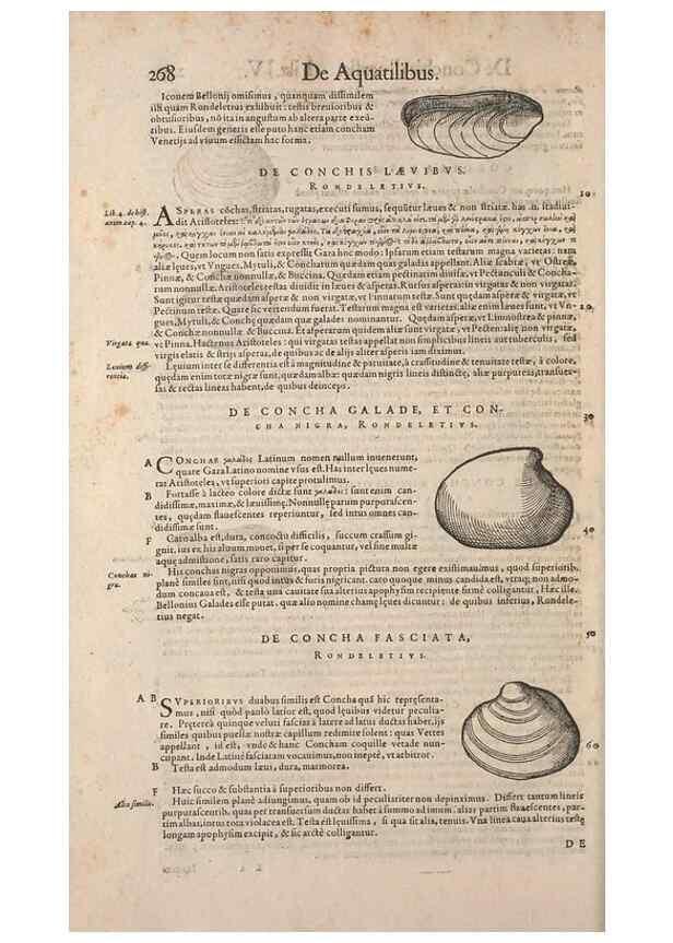 Reproducción/Reproduction 15382579717: Conradi Gesneri medici Tigurini Historiae animalium liber IV :. Francofurti :In Bibliopolio Andreae Cambieri,anno MDCIIII [1604]