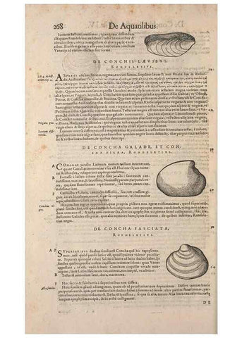 Reproducción/Reproduction 15382579717: Conradi Gesneri medici Tigurini Historiae animalium liber IV :. Francofurti :In Bibliopolio Andreae Cambieri,anno MDCIIII [1604]