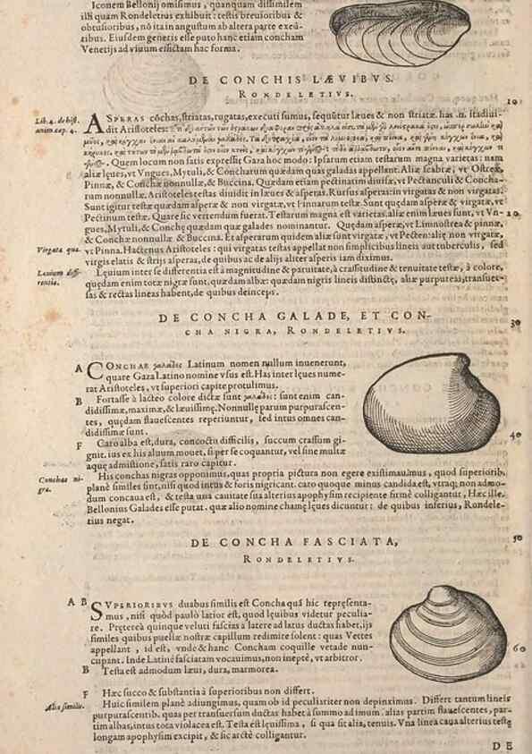 Reproducción/Reproduction 15382579717: Conradi Gesneri medici Tigurini Historiae animalium liber IV :. Francofurti :In Bibliopolio Andreae Cambieri,anno MDCIIII [1604]