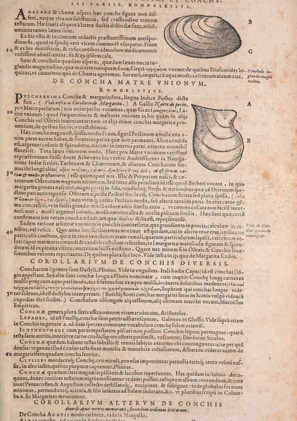 Reproducción/Reproduction 15565920211: Conradi Gesneri medici Tigurini Historiae animalium liber IV :. Francofurti :In Bibliopolio Andreae Cambieri,anno MDCIIII [1604]