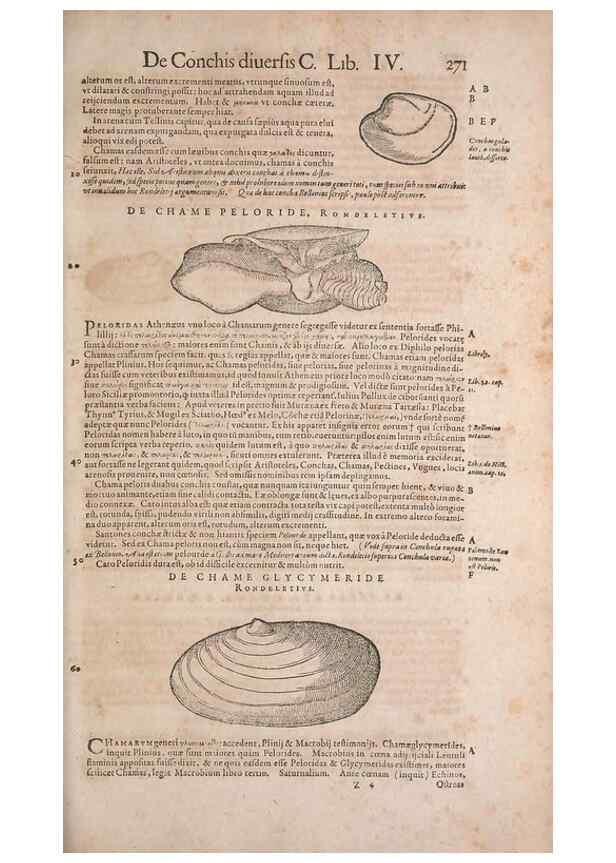 Reproducción/Reproduction 15544888936: Conradi Gesneri medici Tigurini Historiae animalium liber IV :. Francofurti :In Bibliopolio Andreae Cambieri,anno MDCIIII [1604]