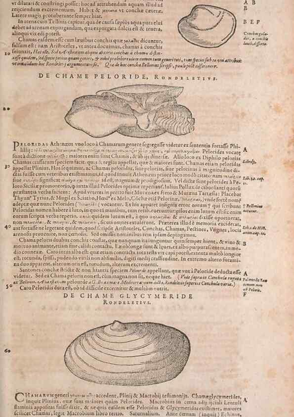 Reproducción/Reproduction 15544888936: Conradi Gesneri medici Tigurini Historiae animalium liber IV :. Francofurti :In Bibliopolio Andreae Cambieri,anno MDCIIII [1604]