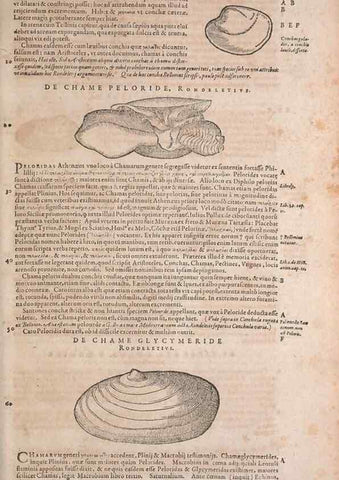 Reproducción/Reproduction 15544888936: Conradi Gesneri medici Tigurini Historiae animalium liber IV :. Francofurti :In Bibliopolio Andreae Cambieri,anno MDCIIII [1604]