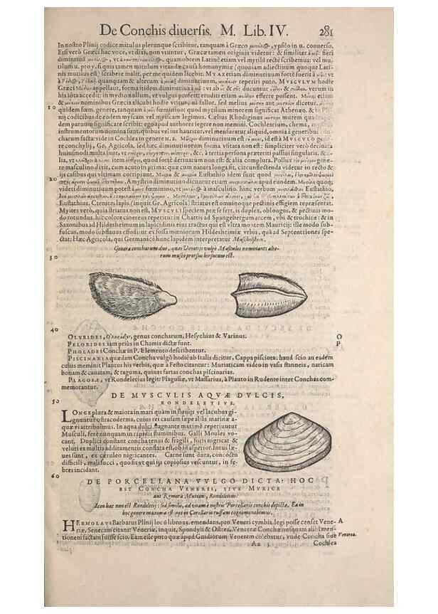 Reproducción/Reproduction 15568592795: Conradi Gesneri medici Tigurini Historiae animalium liber IV :. Francofurti :In Bibliopolio Andreae Cambieri,anno MDCIIII [1604]