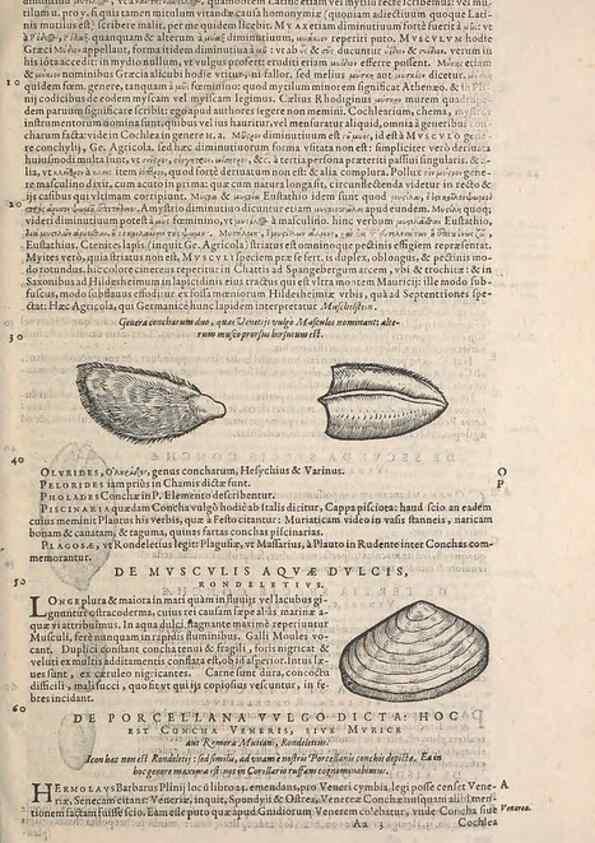 Reproducción/Reproduction 15568592795: Conradi Gesneri medici Tigurini Historiae animalium liber IV :. Francofurti :In Bibliopolio Andreae Cambieri,anno MDCIIII [1604]