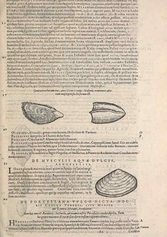 Reproducción/Reproduction 15568592795: Conradi Gesneri medici Tigurini Historiae animalium liber IV :. Francofurti :In Bibliopolio Andreae Cambieri,anno MDCIIII [1604]