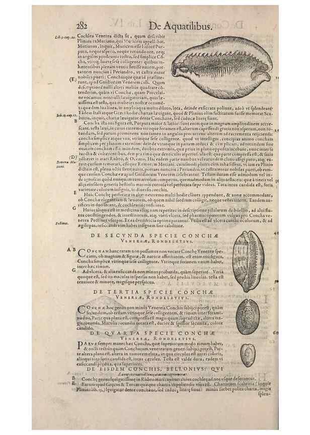 Reproducción/Reproduction 14947844984: Conradi Gesneri medici Tigurini Historiae animalium liber IV :. Francofurti :In Bibliopolio Andreae Cambieri,anno MDCIIII [1604]