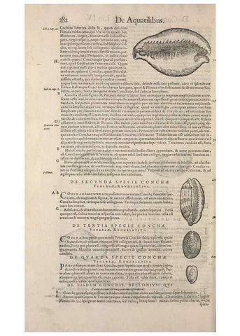 Reproducción/Reproduction 14947844984: Conradi Gesneri medici Tigurini Historiae animalium liber IV :. Francofurti :In Bibliopolio Andreae Cambieri,anno MDCIIII [1604]