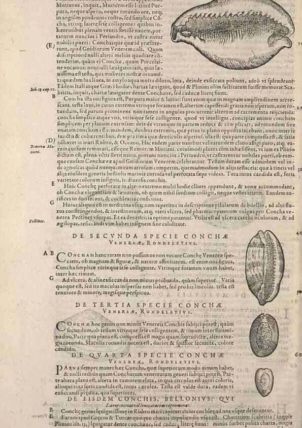 Reproducción/Reproduction 14947844984: Conradi Gesneri medici Tigurini Historiae animalium liber IV :. Francofurti :In Bibliopolio Andreae Cambieri,anno MDCIIII [1604]
