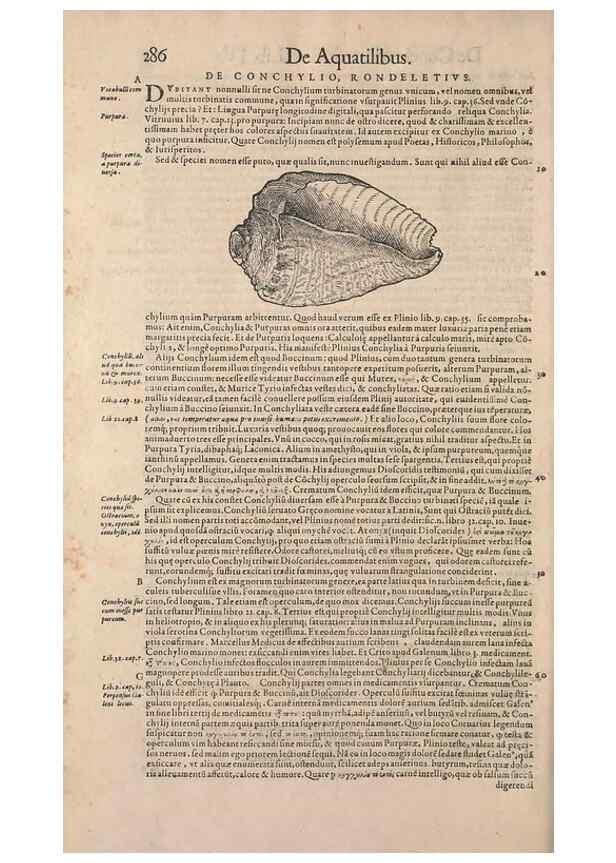 Reproducción/Reproduction 15381962829: Conradi Gesneri medici Tigurini Historiae animalium liber IV :. Francofurti :In Bibliopolio Andreae Cambieri,anno MDCIIII [1604]