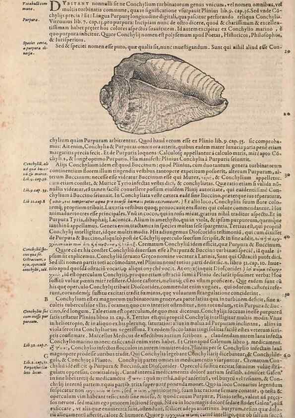 Reproducción/Reproduction 15381962829: Conradi Gesneri medici Tigurini Historiae animalium liber IV :. Francofurti :In Bibliopolio Andreae Cambieri,anno MDCIIII [1604]