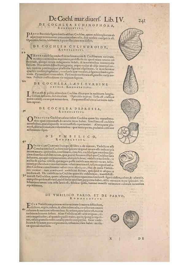Reproducción/Reproduction 15382561117: Conradi Gesneri medici Tigurini Historiae animalium liber IV :. Francofurti :In Bibliopolio Andreae Cambieri,anno MDCIIII [1604]