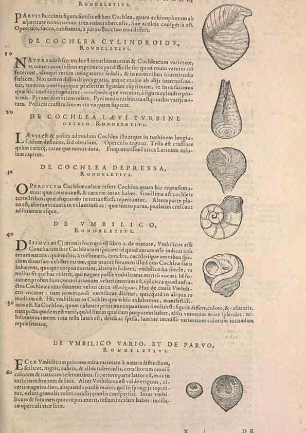 Reproducción/Reproduction 15382561117: Conradi Gesneri medici Tigurini Historiae animalium liber IV :. Francofurti :In Bibliopolio Andreae Cambieri,anno MDCIIII [1604]