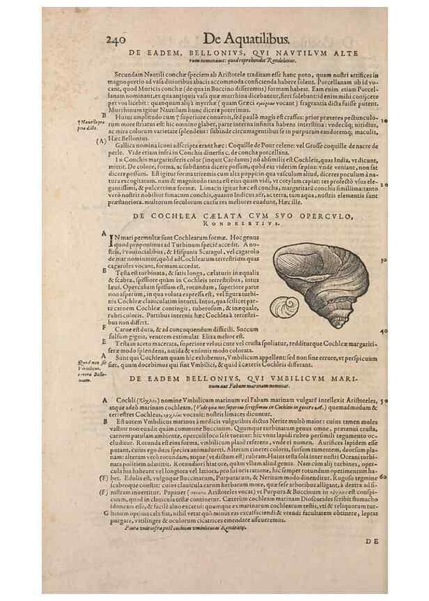 Reproducción/Reproduction 15565898401: Conradi Gesneri medici Tigurini Historiae animalium liber IV :. Francofurti :In Bibliopolio Andreae Cambieri,anno MDCIIII [1604]