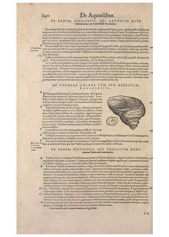 Reproducción/Reproduction 15565898401: Conradi Gesneri medici Tigurini Historiae animalium liber IV :. Francofurti :In Bibliopolio Andreae Cambieri,anno MDCIIII [1604]