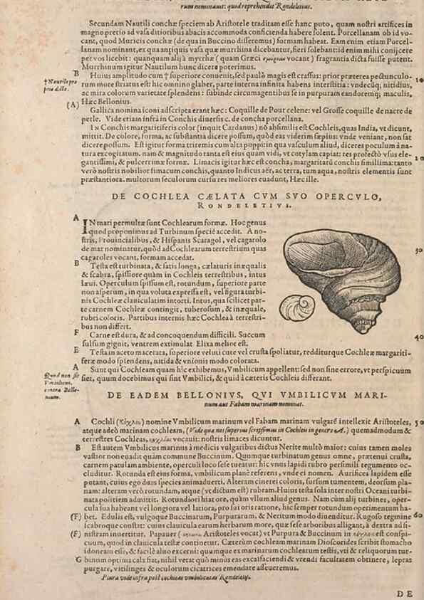 Reproducción/Reproduction 15565898401: Conradi Gesneri medici Tigurini Historiae animalium liber IV :. Francofurti :In Bibliopolio Andreae Cambieri,anno MDCIIII [1604]