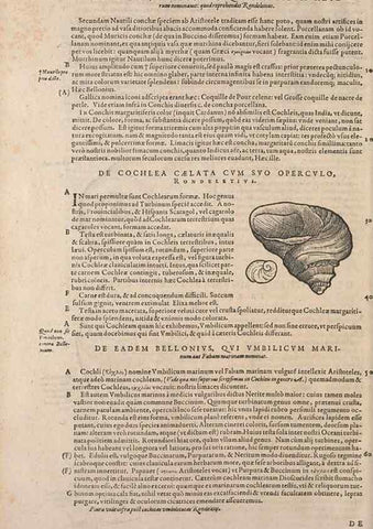 Reproducción/Reproduction 15565898401: Conradi Gesneri medici Tigurini Historiae animalium liber IV :. Francofurti :In Bibliopolio Andreae Cambieri,anno MDCIIII [1604]