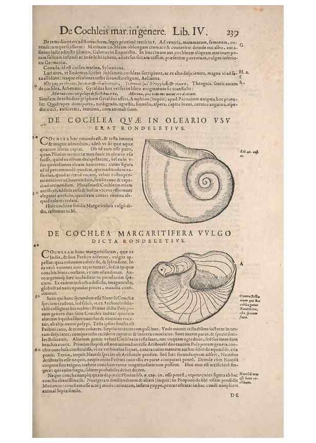 Reproducción/Reproduction 15569403632: Conradi Gesneri medici Tigurini Historiae animalium liber IV :. Francofurti :In Bibliopolio Andreae Cambieri,anno MDCIIII [1604]