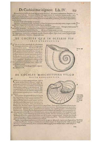 Reproducción/Reproduction 15569403632: Conradi Gesneri medici Tigurini Historiae animalium liber IV :. Francofurti :In Bibliopolio Andreae Cambieri,anno MDCIIII [1604]
