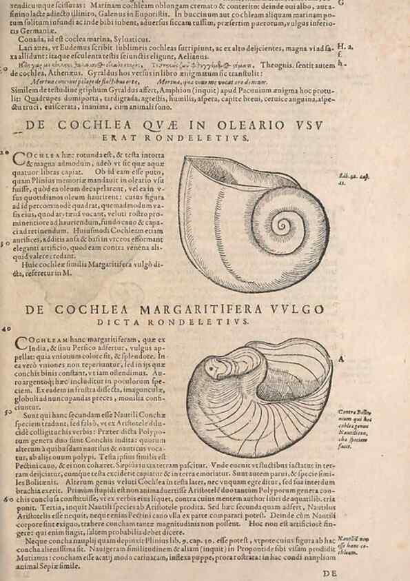 Reproducción/Reproduction 15569403632: Conradi Gesneri medici Tigurini Historiae animalium liber IV :. Francofurti :In Bibliopolio Andreae Cambieri,anno MDCIIII [1604]