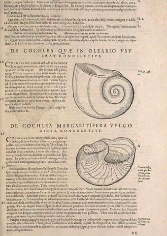 Reproducción/Reproduction 15569403632: Conradi Gesneri medici Tigurini Historiae animalium liber IV :. Francofurti :In Bibliopolio Andreae Cambieri,anno MDCIIII [1604]