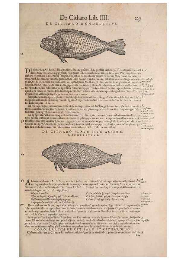 Reproducción/Reproduction 15568562335: Conradi Gesneri medici Tigurini Historiae animalium liber IV :. Francofurti :In Bibliopolio Andreae Cambieri,anno MDCIIII [1604]