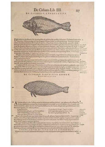 Reproducción/Reproduction 15568562335: Conradi Gesneri medici Tigurini Historiae animalium liber IV :. Francofurti :In Bibliopolio Andreae Cambieri,anno MDCIIII [1604]