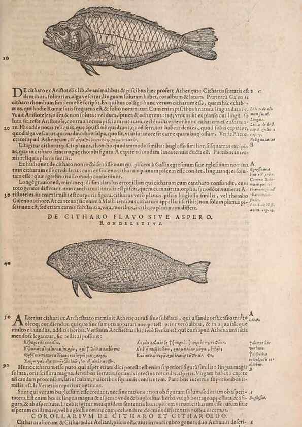 Reproducción/Reproduction 15568562335: Conradi Gesneri medici Tigurini Historiae animalium liber IV :. Francofurti :In Bibliopolio Andreae Cambieri,anno MDCIIII [1604]